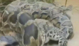 蛇视频动物世界,揭秘动物世界中的神秘蛇族